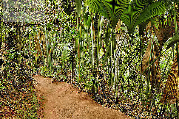 Weg durch den Regenwald  Naturschutzgebiet Vallee de Mai  Praslin  Seychellen