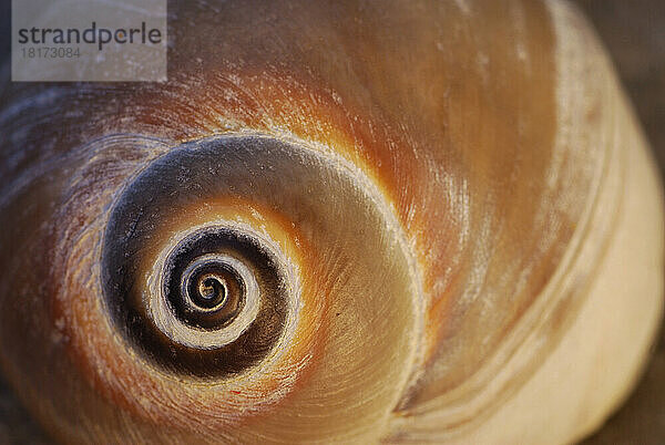 Nahaufnahme eines Mondschneckenhauses  das die Spirale zeigt.; Chatham  Cape Cod  Massachusetts.