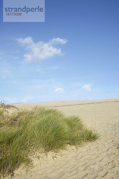 Gras auf Sanddüne  Dune du Pilat  Arcachon  Frankreich