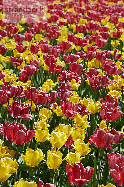 Tulpen  Commissioners Park am Dow's Lake  Ottawa  Ontario  Kanada