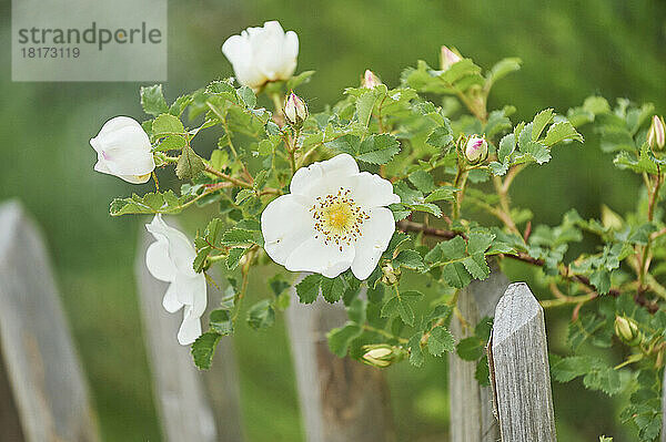 Nahaufnahme der Blüten der Heckenrose (Rosa canina) im Frühling  Bayern  Deutschland