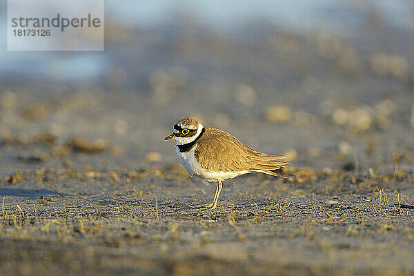 Flussregenpfeifer (Charadrius dubius) im Frühling  Illmitz  Neusiedler See  Burgenland  Österreich