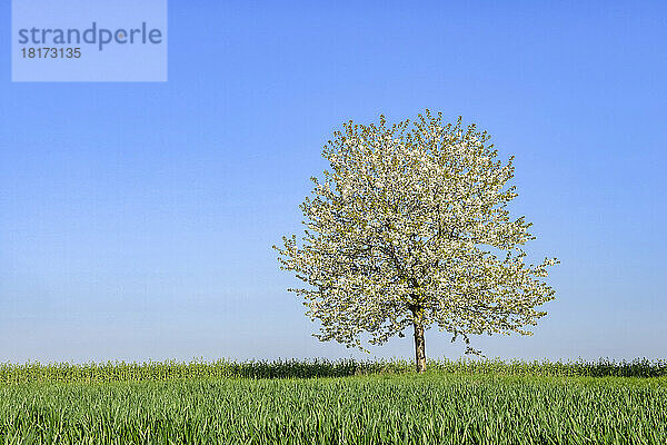 Blühender Kirschbaum auf der Wiese  Frühling. Baden-Württemberg  Schwarzwald  Deutschland.