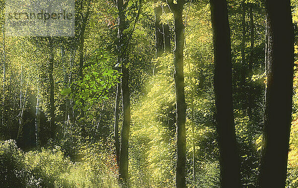 Bäume  Pinkham Notch  White Mountains National Forest  New Hampshire  USA