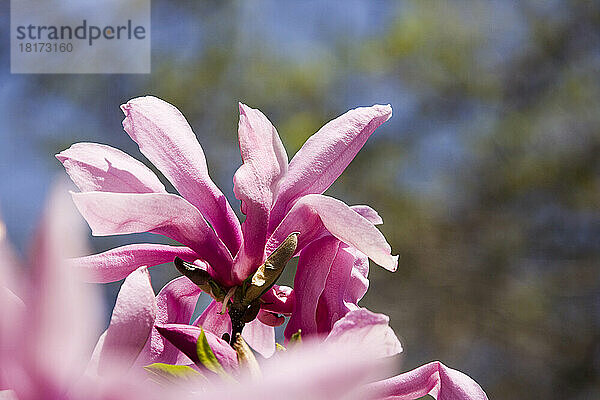 Magnolienblüten