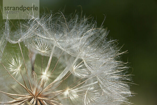 Nahaufnahme des Samenkopfes von Meadow Goatsbeard  Ottawa  Ontario  Kanada