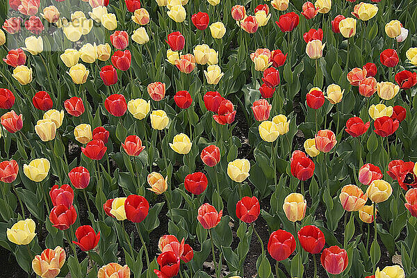 Tulpen  Commissioners Park am Dow's Lake  Ottawa  Ontario  Kanada