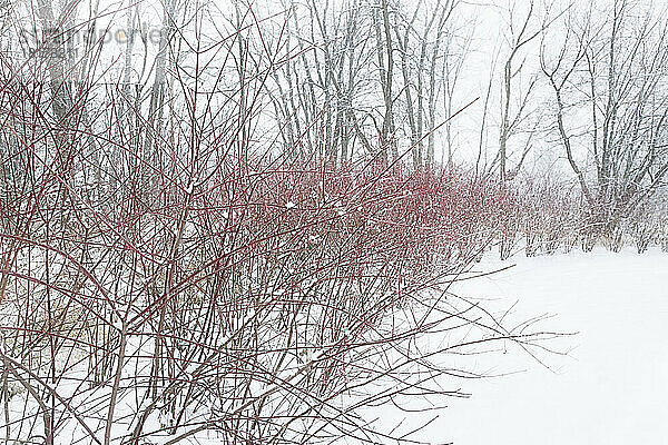 Wald im Schnee  Petrie Island  Ottawa  Ontario  Kanada