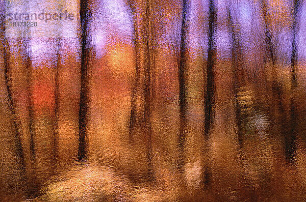 Ahornbäume im Herbst  Gatineau Park  Quebec  Kanada