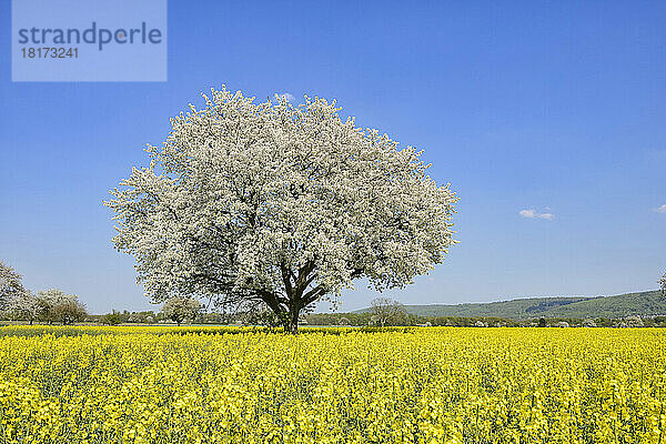 Blühender Kirschbaum im Rapsfeld  Frühling. Baden-Württemberg  Schwarzwald  Deutschland.