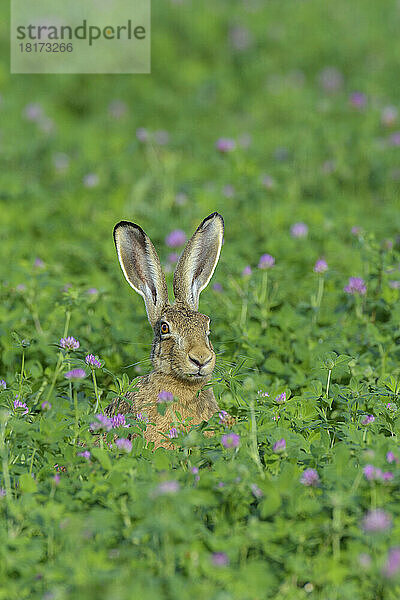 Europäischer Feldhase (Lepus europaeus)  Hessen  Deutschland