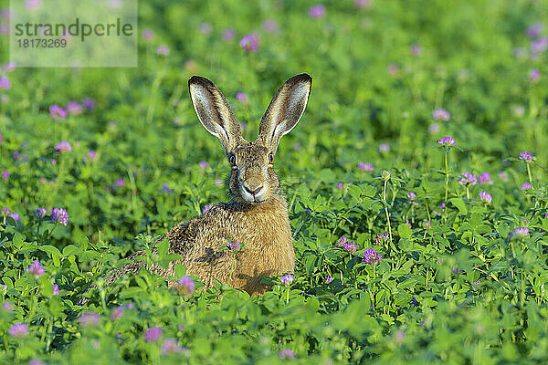 Europäischer Feldhase (Lepus europaeus)  Hessen  Deutschland