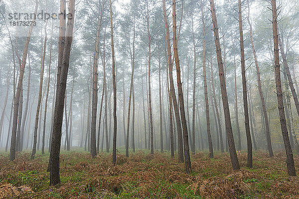 Bäume in einem Kiefernwald an einem nebligen Morgen im Herbst in Hessen  Deutschland