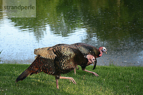 Zwei männliche Wildtruthähne  Meleagris gallopavo  auf Nahrungssuche neben einem Teich.; Cambridge  Massachusetts.