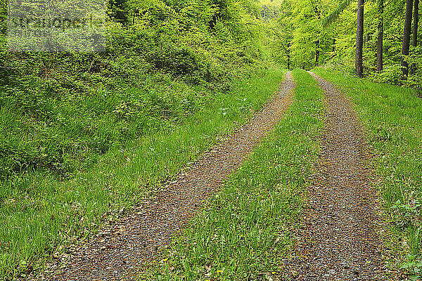 Reifenspuren durch den Wald im Frühling  Miltenberg  Kreis Miltenberg  Churfranken  Franken  Bayern  Deutschland