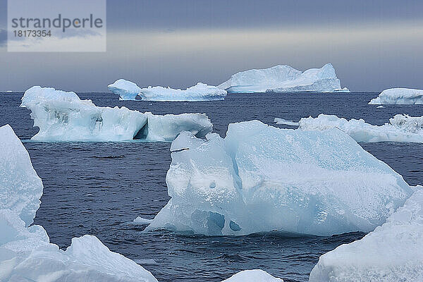 Eisberge und große Eisstücke am Brown Bluff auf der Antarktischen Halbinsel  Antarktis