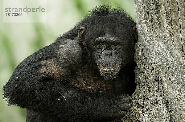 Porträt eines Schimpansen (Pan troglodytes) im Sunset Zoo; Manhattan  Kansas  Vereinigte Staaten von Amerika