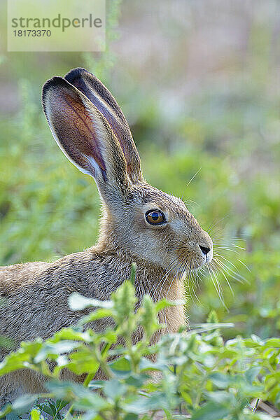 Europäischer Feldhase (Lepus europaeus)  Hessen  Deutschland