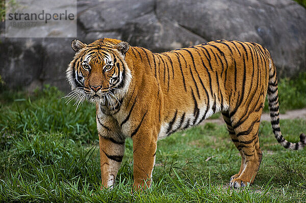 Porträt des Indochinesischen Tigers (Panthera tigris corbetti)  der in seinem Gehege in einem Zoo steht  einem vom Aussterben bedrohten Tier; Houston  Texas  Vereinigte Staaten von Amerika
