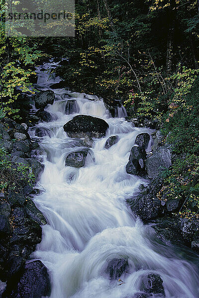 Wasserfälle  White Mountain National Forest  New Hampshire  USA