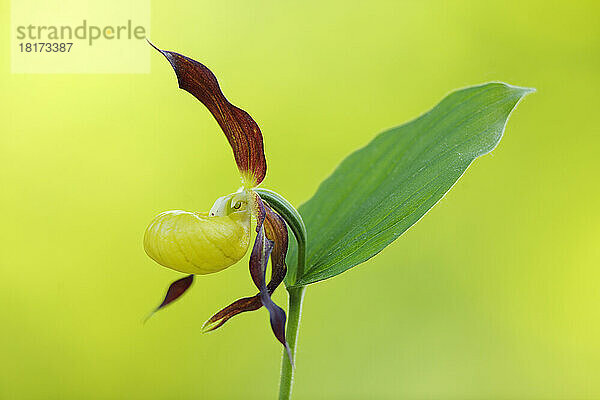 Frauenschuh-Orchidee (Cypripedium calceolus)  Bayern  Deutschland