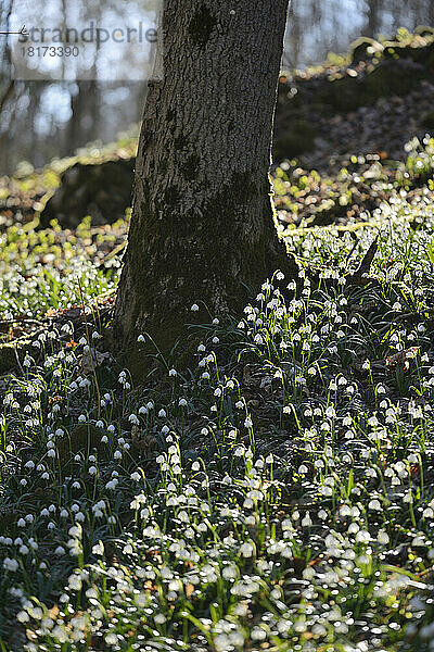 Frühlingsschneeflocke (Leucojum vernum) blüht im Wald im Frühling  Oberpfalz  Bayern  Deutschland