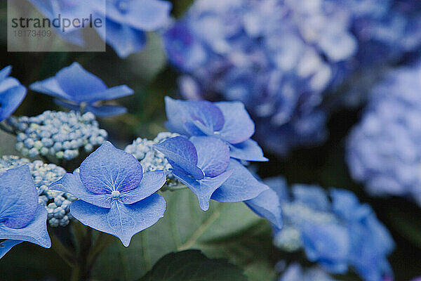 Blaue Hortensie  Versailles  Frankreich