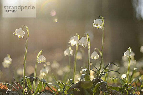 Spring Snowflake (Leucojum vernum) Blossoms in Forest on Sunny Evening in Spring  Upper Palatinate  Bavaria  Germany