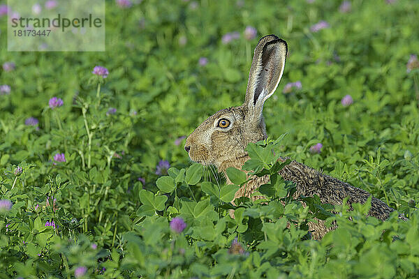 Europäischer Feldhase (Lepus europaeus)  Hessen  Deutschland