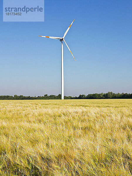 Windkraftanlage mit Weizenfeld im Vordergrund  Deutschland