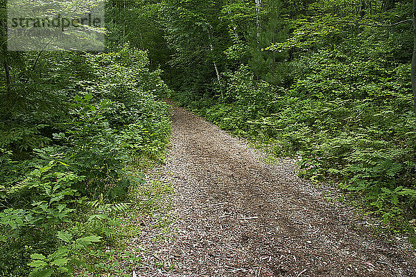 Wanderweg  Chutes Provincial Park  Ontario  Kanada