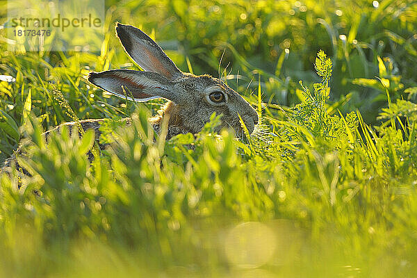 Europäischer Feldhase (Lepus europaeus) auf der Wiese  Tadten  Hansag  Burgenland  Österreich