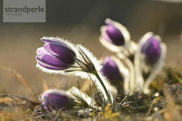 Pulsatilla (Pulsatilla vulgaris) blüht abends im zeitigen Frühjahr im Grasland  Oberpfalz  Bayern  Deutschland