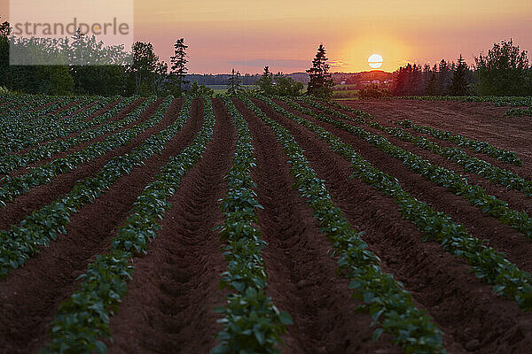 Sonnenuntergang über dem Kartoffelfeld in Red Earth  Prince Edward Island  Kanada