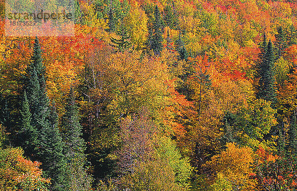 Bäume im Herbst  Dixville Notch State Park  New Hampshire  USA