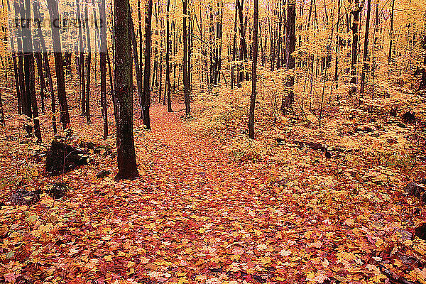 Wald im Herbst  Gatineau Park  Quebec  Kanada