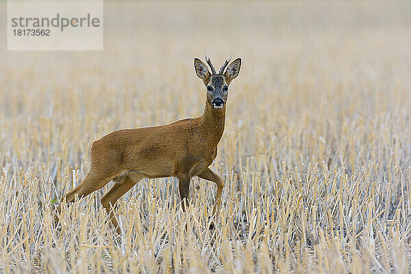 Europäischer Rehbock (Capreolus capreolus) im Feld  Hessen  Deutschland