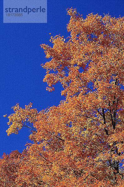 Ahornbäume im Herbst  Gatineau Park  Quebec  Kanada