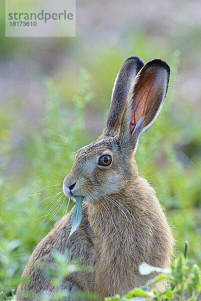 Europäischer Feldhase (Lepus europaeus)  Hessen  Deutschland