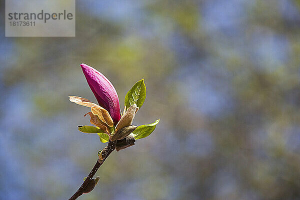 Magnolienknospe