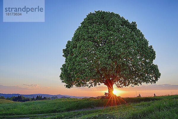 Linde (Tilia) und Parkbank auf der Wiese bei Sonnenuntergang  Frühling. Irschenberg  Miesbach  Bayern  Deutschland.