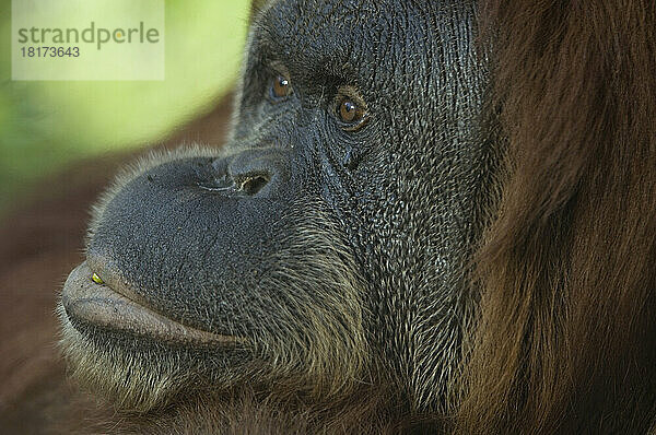 Nahaufnahmeporträt eines männlichen Orang-Utans im Sedgwick County Zoo; Wichita  Kansas  Vereinigte Staaten von Amerika