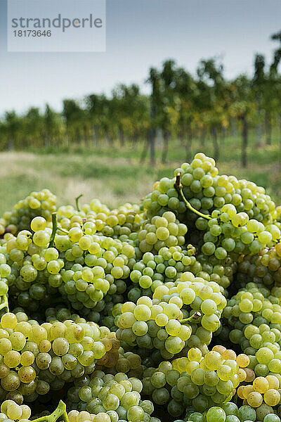 Nahaufnahme von Trauben im Weinberg in der Nähe von Grinzing  Wien  Österreich