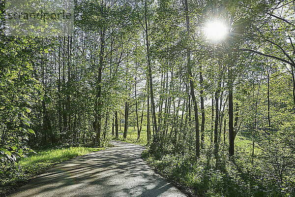 Landschaft mit Straße durch Wald an einem sonnigen Tag im Frühling  Bayern  Deutschland