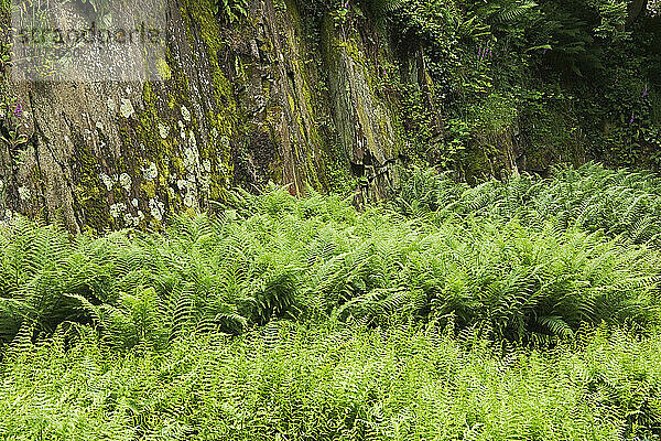 Mit Farnen und Flechten bedeckter Felsen  Fougeres  Bretagne  Frankreich