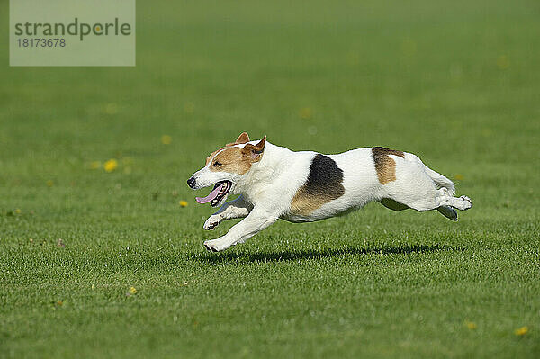 Jack Russell Terrier läuft auf der Wiese  Bayern  Deutschland