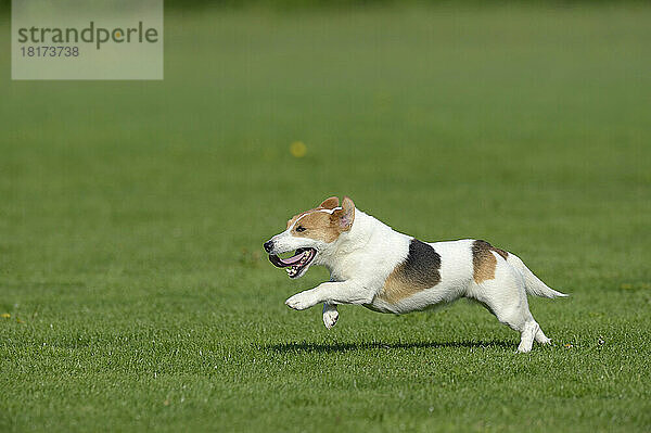 Jack Russell Terrier läuft auf der Wiese  Bayern  Deutschland