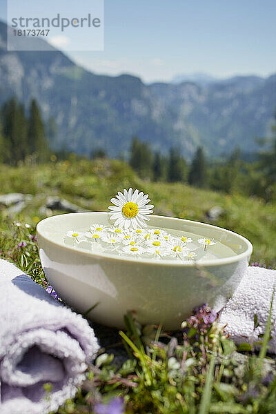 Ochsenauge auf Schale mit Wasser und Kamille  Strobl  Salzburger Land  Österreich