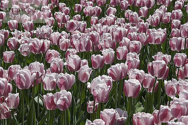 Tulpen  Commissioners Park am Dow's Lake  Ottawa  Ontario  Kanada