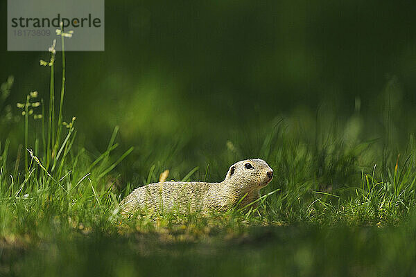 Europäisches Erdhörnchen (Spermophilus citellus) in Wiese  Apetlon  Neusiedler See  Burgenland  Österreich